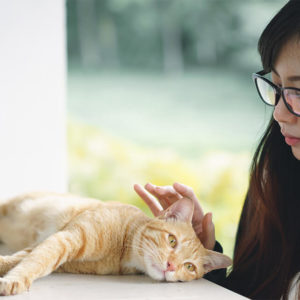 Diploma in Pet Cat Care