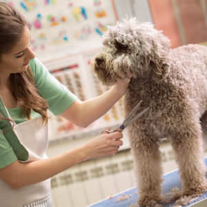 Pet Dog Care Diploma