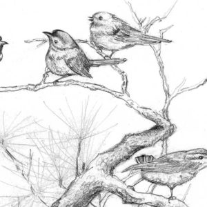 Professional Diploma in Sketch Drawing