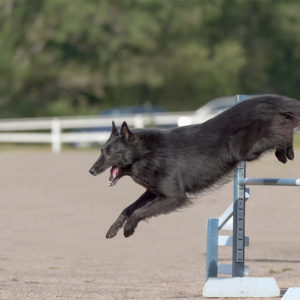 Show Dog Training Diploma Course