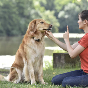 Dog Behaviour: Stop Dog Barking