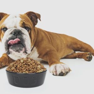 Pet Food Making Accredited Course