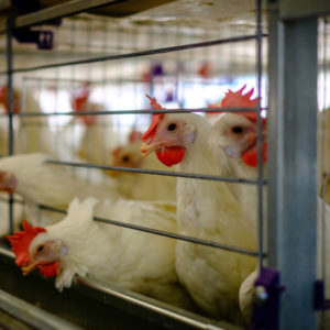 Professional Diploma in Poultry Farming