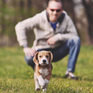 Puppy: Dog Training Basics