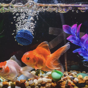 Extended Diploma in Aquarium and Fish Care