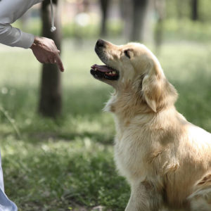 Dog Training Extended Diploma