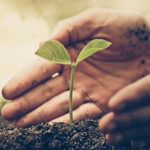 Accredited Diploma in Planting