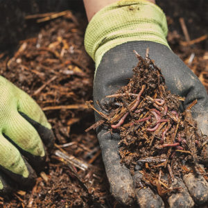 Worm Farming Course Online