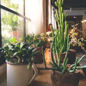 Pot planting course