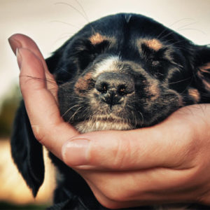 Level 2 Certificate in Animal Care