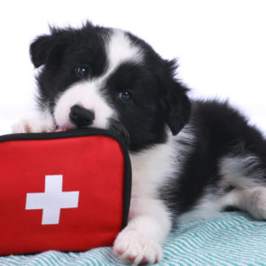 First Aid for Pets