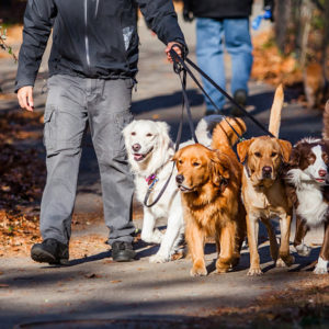 Dog Walking Business: Launch Your Own Canine Company