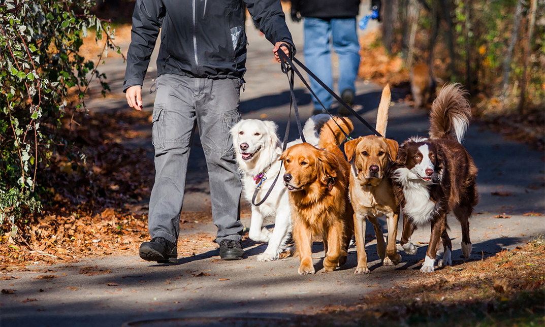 Dog Walking Business: Launch Your Own Canine Company