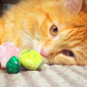 Crystal Healing for Animals Certification