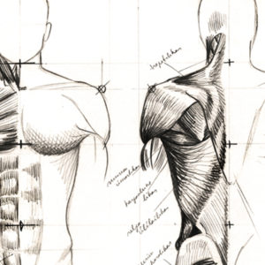 Easy Steps to Figure Drawing - Anatomy of Male & Female Body