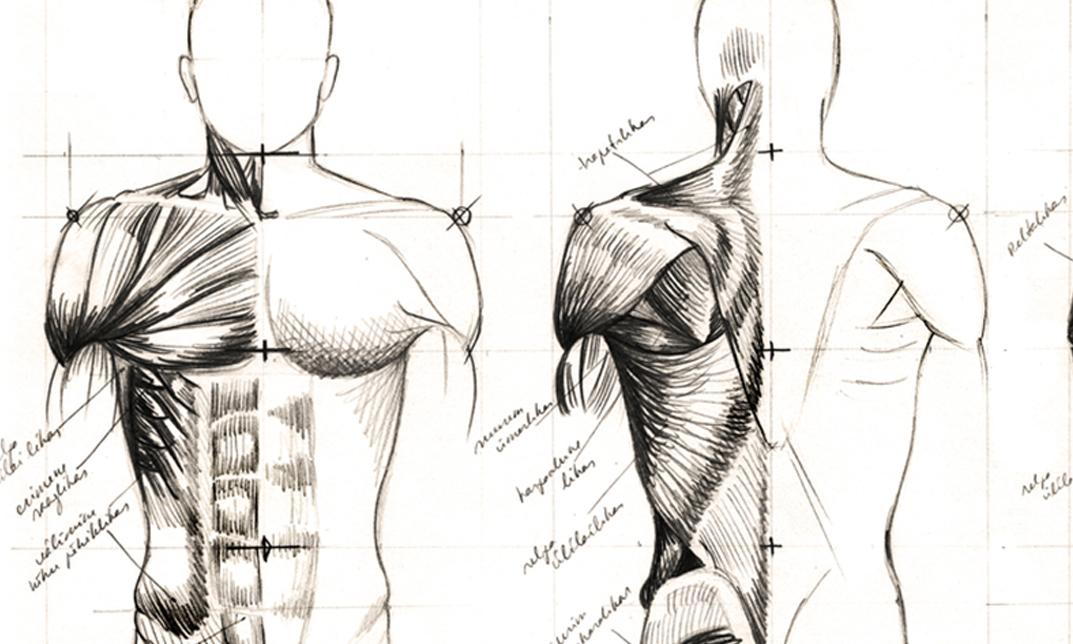 Easy Steps To Figure Drawing Anatomy Of Male Female Body Istudy