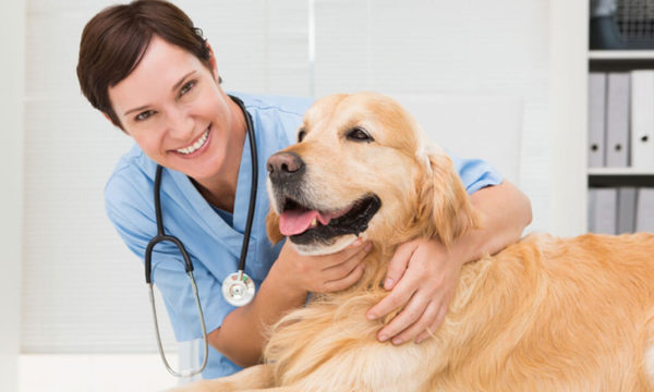 "Certificate of Hazards Prevention and OSHA Safety for Veterinary Sites (CVHOP) "