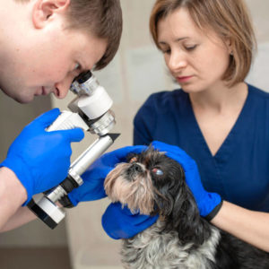 Certificate of Infection Prevention for Veterinary Professionals (CVIP)