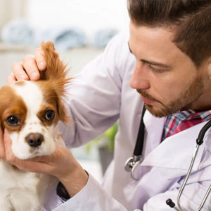 Certified Animal Care Office Specialist (CVOS) - All vet titles plus CHLP