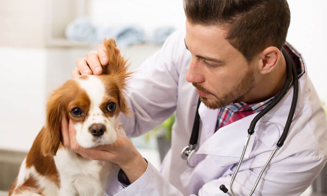 Certified Animal Care Office Specialist (CVOS) All vet