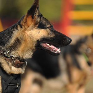 Dog Training - Natural Remedies for Health & Dog Training