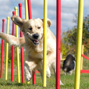 Dog Training - Become A Dog Trainer - Dog Training Career