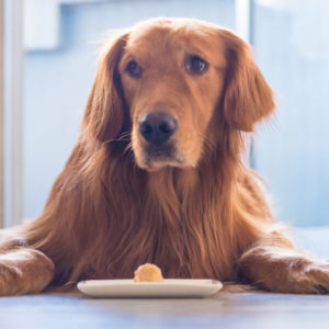 Dog Training - BARF - Feed Your Dog A Raw Diet