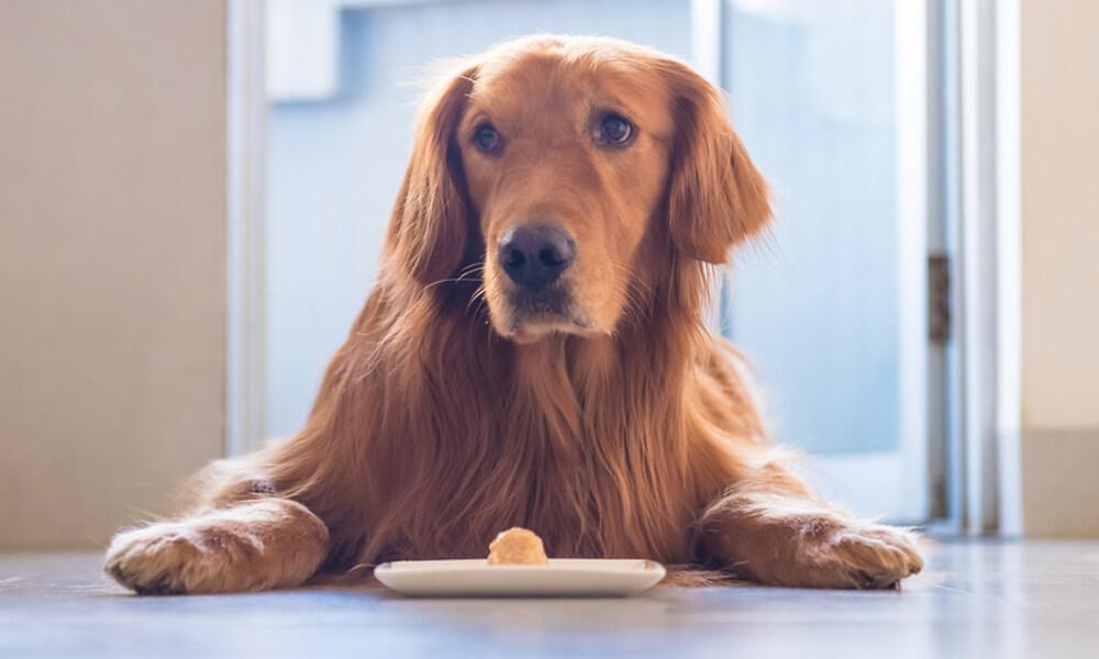 how do i feed my dog a raw diet