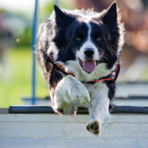 Dog Training - Leash Training - Simple Dog Training Methods