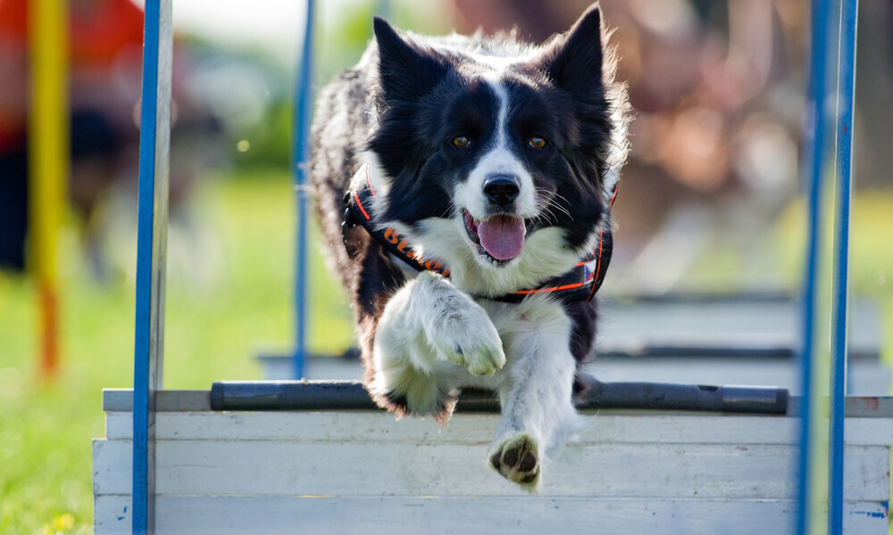 Dog Training - Leash Training - Simple Dog Training Methods
