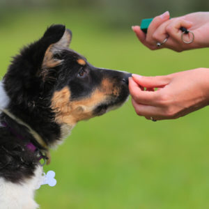 Dog Training - Running A Dog Training Business