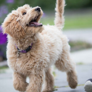 Dog Training - Puppies - A-Z Guide To Puppy & Dog Training