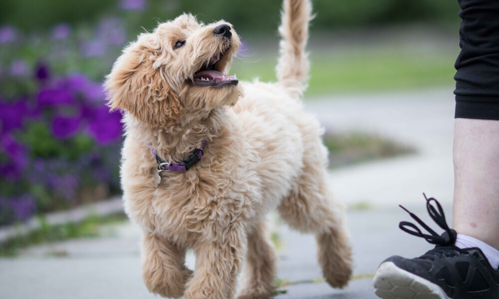 Dog Training - Puppies - A-Z Guide To Puppy & Dog Training
