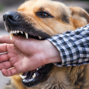 Dog Training - Stop Dog Attacks - Easy Dog Training Methods