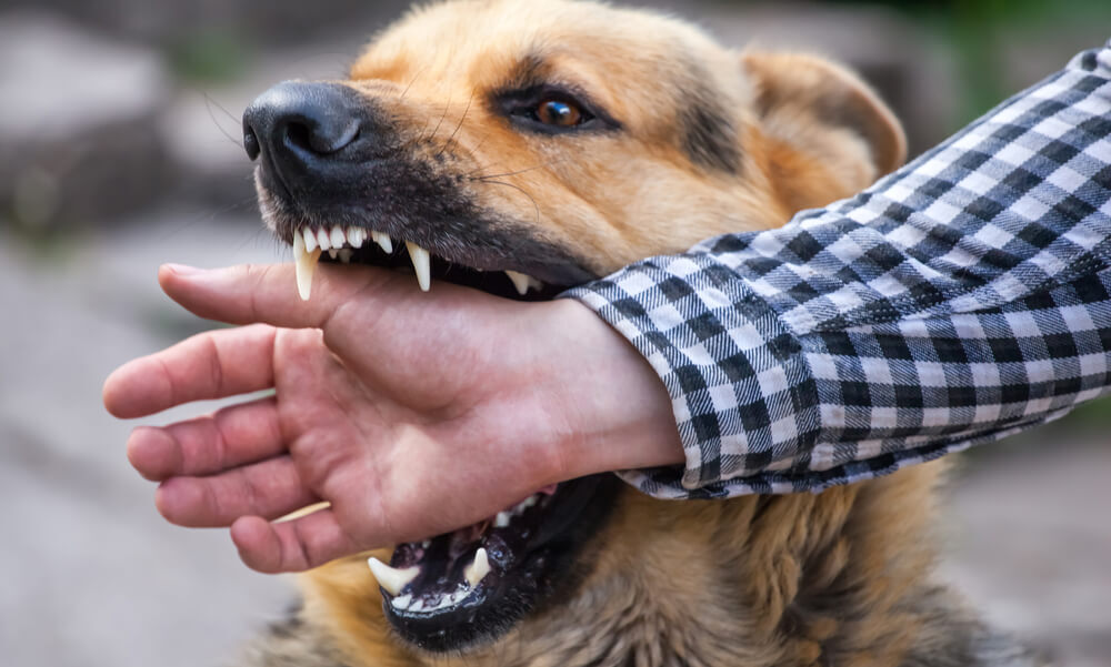 Dog Training - Stop Dog Attacks - Easy Dog Training Methods