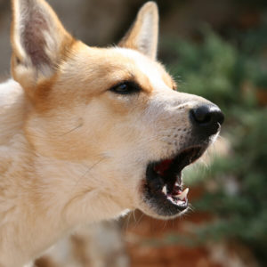 Dog Training - Stop Dog Barking - Easy Dog Training Methods
