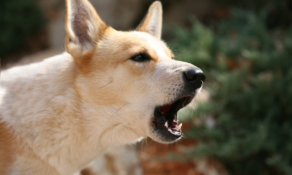 Dog Training - Stop Dog Barking - Easy Dog Training Methods