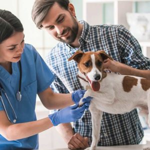 Animal Care Part - 2