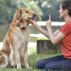 Canine Communication: Part 1