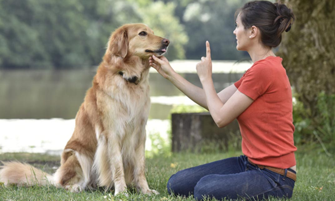 Canine Communication: Part 1