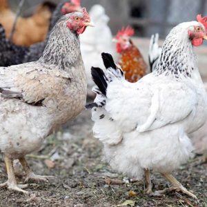 Poultry Farming for Beginners: Part 2