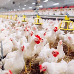 Poultry Farming for Beginners: Part 3