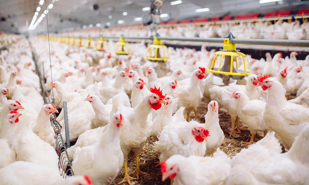 Poultry Farming for Beginners: Part 3