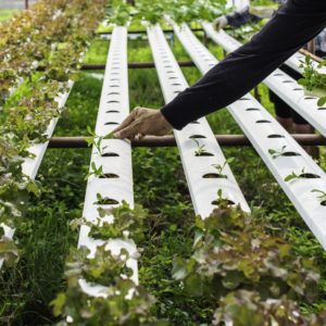 Hydroponics Gardening Part - 2