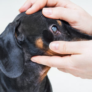 Pet Sitting and Dog Walking Part - 2