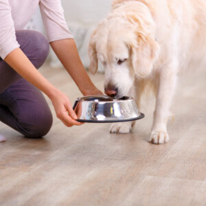 Complete Raw Diet for Dog – CPD Certified Course