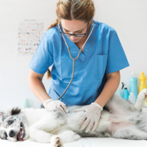 Pet First Aid and CPR Level 3