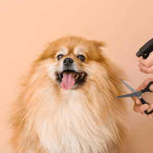 Animal Care and Psychology