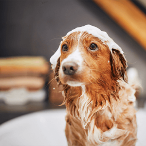 Dog Cleaning