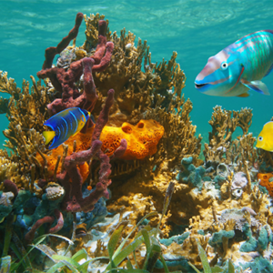 Marine Biology Course - Online Diploma